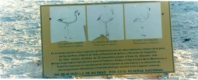 Foto 11 - Cartaz sobre flamingos.jpg
