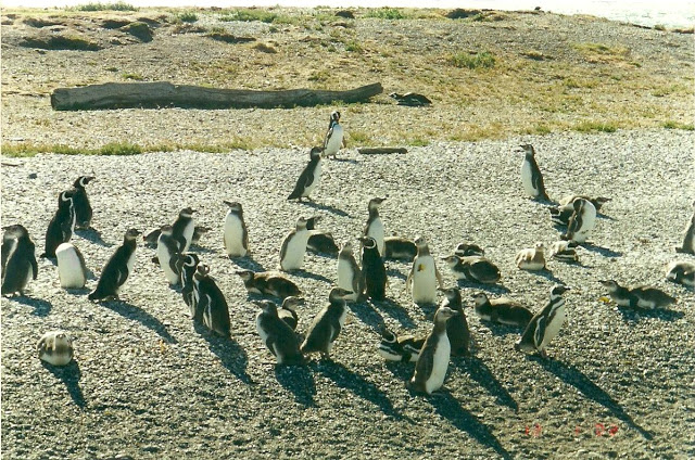 35f63-foto12-ilhapinguins