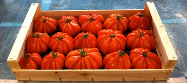 Foto 4 - Os deliciosos tomares "Coeur de boeuf".jpg