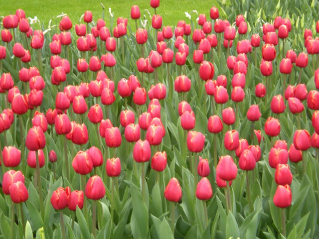 13fcb-foto22-tulipasnoparque