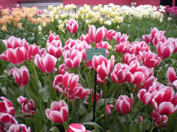 31b37-foto1-tulipasnaholanda