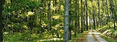 b4889-bosquedeviena-wiki