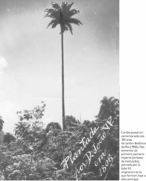 Foto 6 - Palmeira Imperial no Jd. Botânico