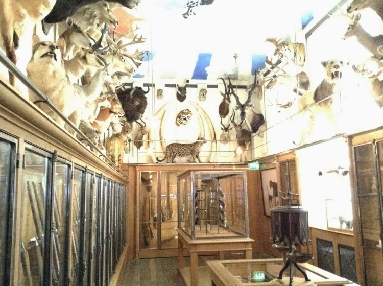 1fa58-chasseetdelanature