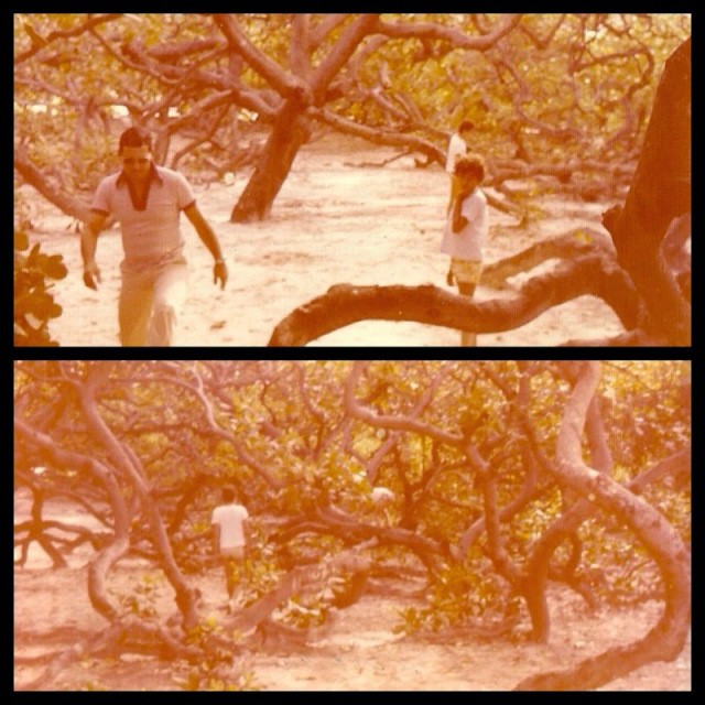 Foto 11 - O maior Cajueiro do Mundo