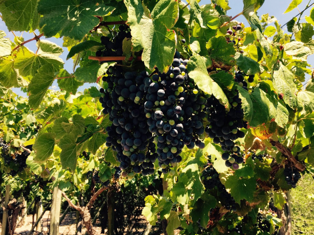 Foto 1 - Parreiras em época de colheita