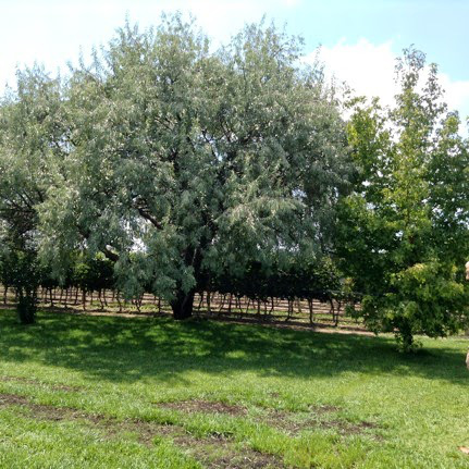 Foto 3 - Vinhas e Oliveiras