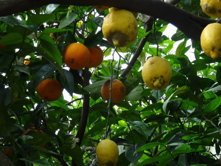 4103e-foto2b92b2bsorrento2b1