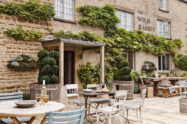 97a8b-foto2b132b-2bthe2bwild2brabbit