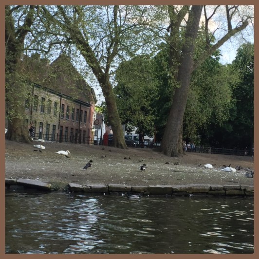 72b0d-foto2b9b2b-2bswan2b-2ba2blenda2bdos2bcisnes