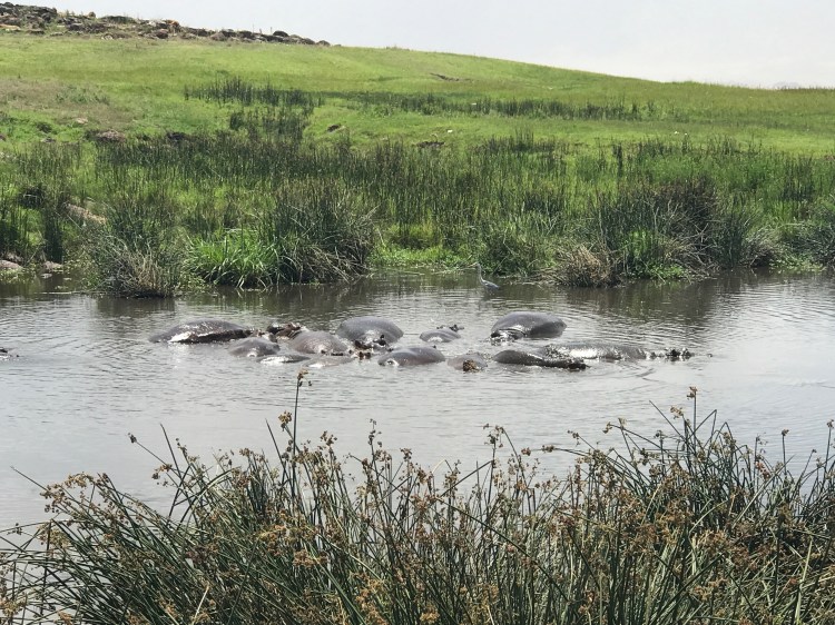 Foto 17 - Serengeti - Hipopótamos