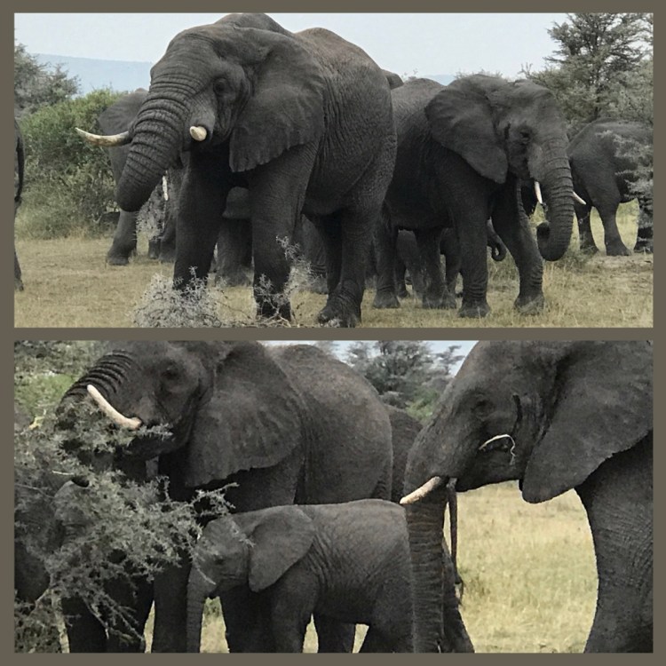 Foto 2 - Grumeti - Serengeti