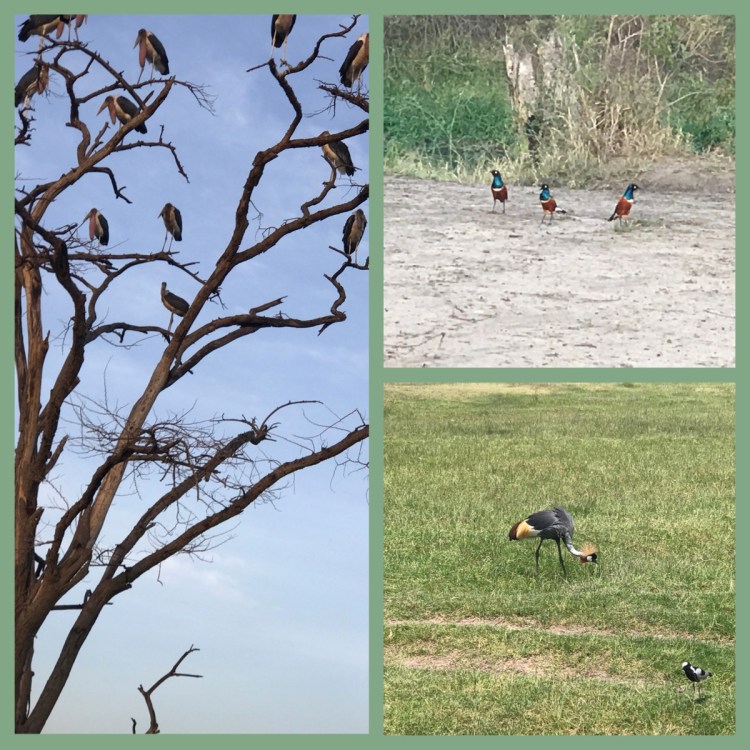 Foto 9 - Pássaros - Cratera de Ngorongoro