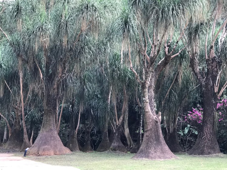 Foto 3 - Árvore Chifre de veado