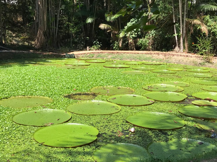 Foto 12 - Foto Vitória Régia