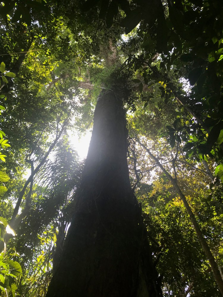 Foto 14 - Ángelim de 300 anos