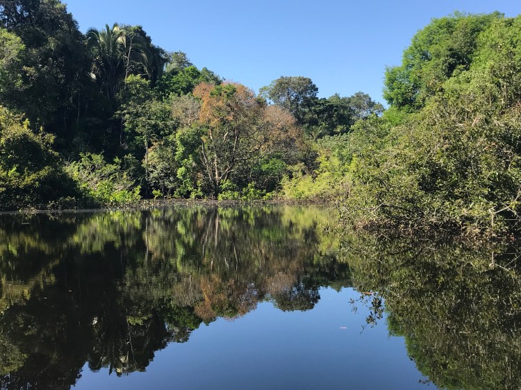 Foto 33 - Floresta submersa -